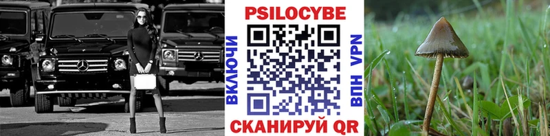 Галлюциногенные грибы Psilocybine cubensis  Сураж 